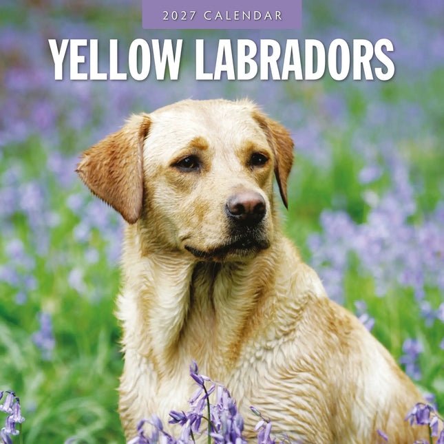 Red Robin Labrador Retriever Blond Kalender 2027