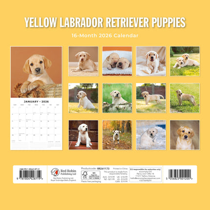 Red Robin Labrador Retriever Blond Puppies Kalender 2026
