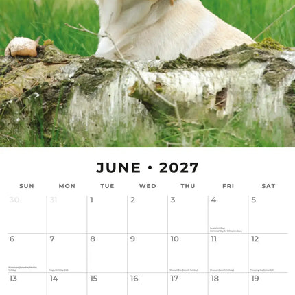 Red Robin Labrador Retriever Blond Puppies Kalender 2027