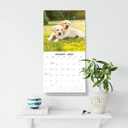 Red Robin Labrador Retriever Blond Puppies Kalender 2027