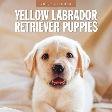 Red Robin Labrador Retriever Blond Puppies Kalender 2027