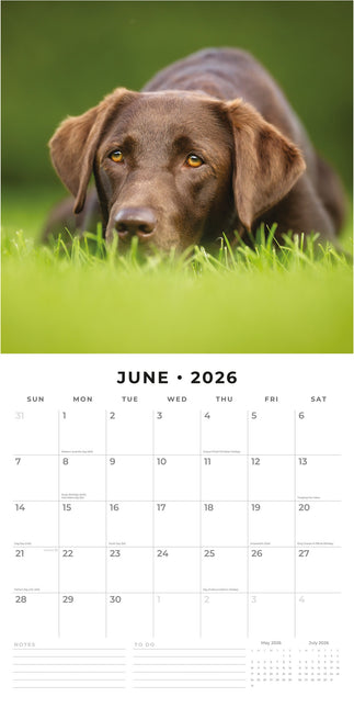 Red Robin Labrador Retriever Bruin Kalender 2026