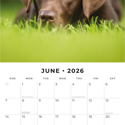 Red Robin Labrador Retriever Bruin Kalender 2026