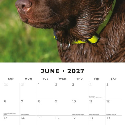 Red Robin Labrador Retriever Bruin Kalender 2027