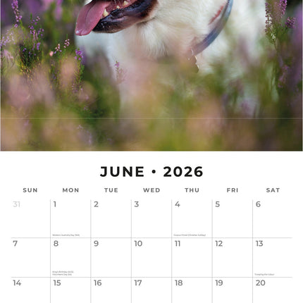 Red Robin Labrador Retriever Kalender 2026