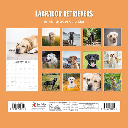 Red Robin Labrador Retriever Kalender 2026