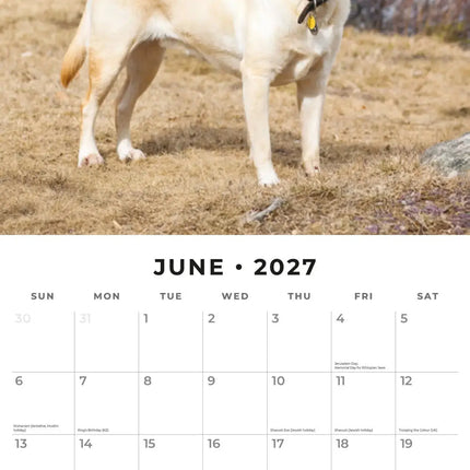 Red Robin Labrador Retriever Kalender 2027