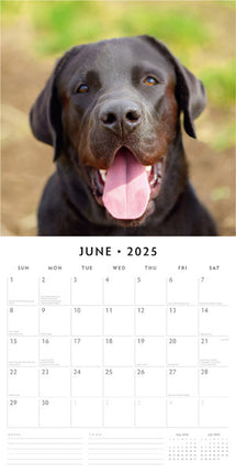 Red Robin Labrador Retriever Mixed Kalender 2025