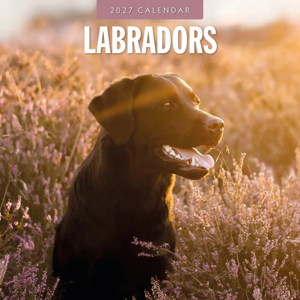 Red Robin Labrador Retriever Mixed Kalender 2027