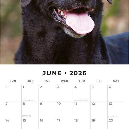 Red Robin Labrador Retriever Zwart Kalender 2026