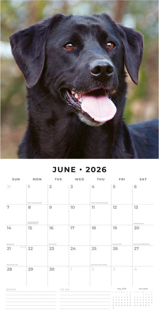 Red Robin Labrador Retriever Zwart Kalender 2026