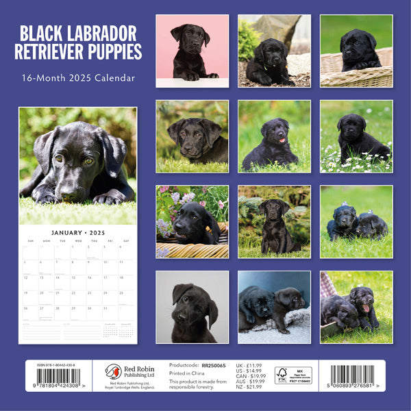 Red Robin Labrador Retriever Zwart Puppies Kalender 2025