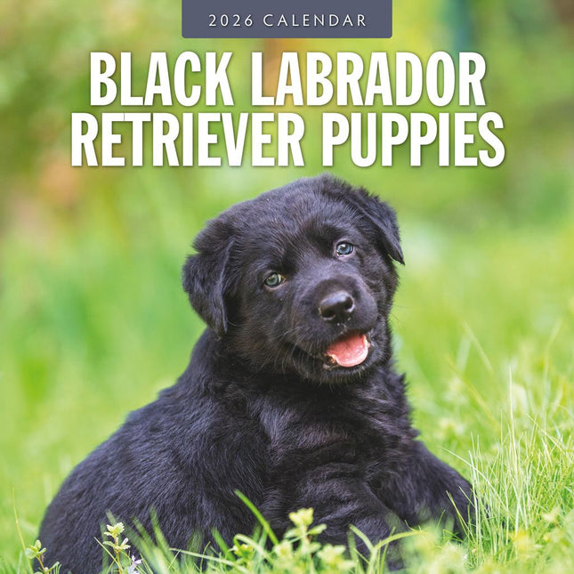 Red Robin Labrador Retriever Zwart Puppies Kalender 2026