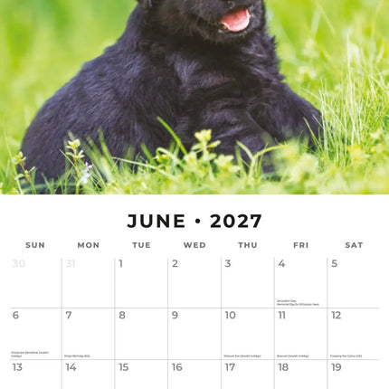 Red Robin Labrador Retriever Zwart Puppies Kalender 2027