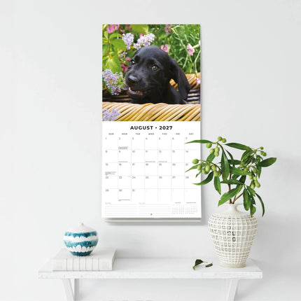 Red Robin Labrador Retriever Zwart Puppies Kalender 2027