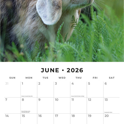 Red Robin Langoor Konijnen Kalender 2026