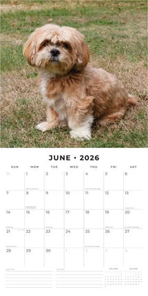 Red Robin Lhasa Apso Kalender 2026