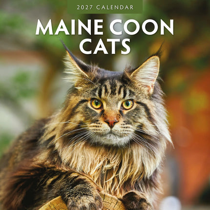 Red Robin Maine Coon Kalender 2027