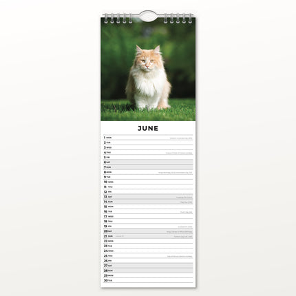 Red Robin Maine Coon Slimline Kalender 2026