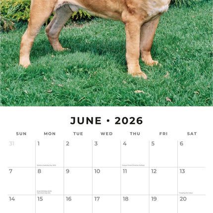 Red Robin Mastiff Kalender 2026