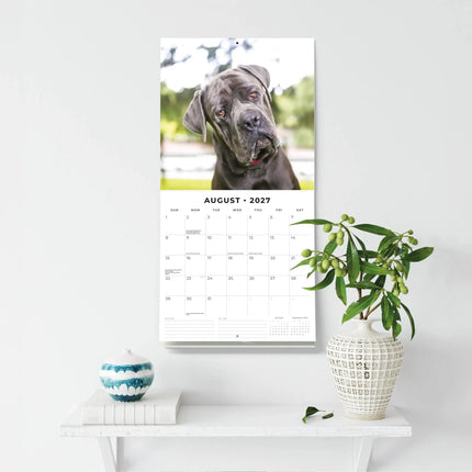 Red Robin Mastiff Kalender 2027