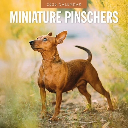 Red Robin Miniatuur Pinscher Kalender 2026
