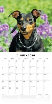Red Robin Miniatuur Pinscher Kalender 2026