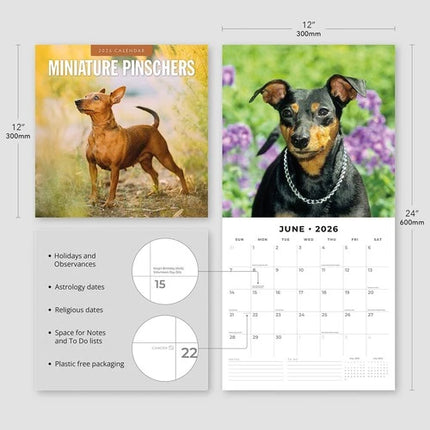 Red Robin Miniatuur Pinscher Kalender 2026