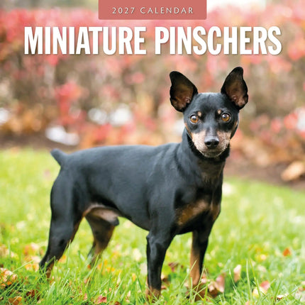 Red Robin Miniatuur Pinscher Kalender 2027