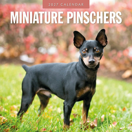 Red Robin Miniatuur Pinscher Kalender 2027