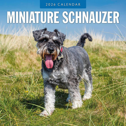 Red Robin Miniatuur Schnauzer Kalender 2026