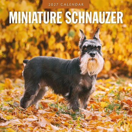 Red Robin Miniatuur Schnauzer Kalender 2027