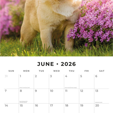 Red Robin Mopshond Kalender 2026