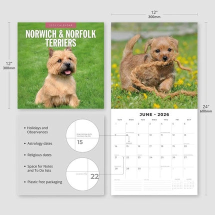 Red Robin Norwich en Norfolk Terrier Kalender 2026