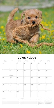Red Robin Norwich en Norfolk Terrier Kalender 2026