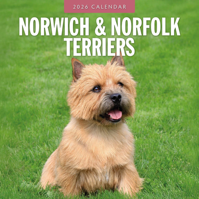 Red Robin Norwich en Norfolk Terrier Kalender 2026