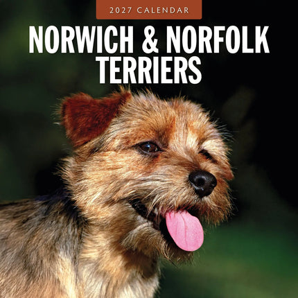 Red Robin Norwich en Norfolk Terrier Kalender 2027