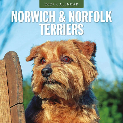 Red Robin Norwich en Norfolk Terrier Kalender 2027