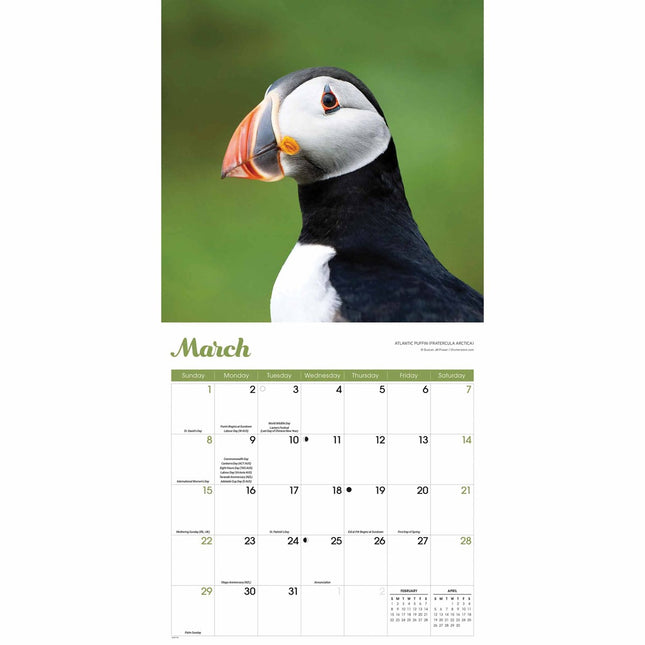 Red Robin Papegaaiduiker Kalender 2026