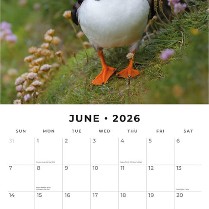 Red Robin Papegaaiduiker Kalender 2026