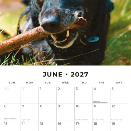 Red Robin Patterdale Terrier Kalender 2027
