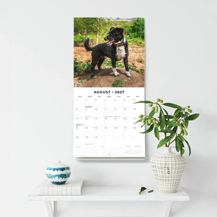 Red Robin Patterdale Terrier Kalender 2027