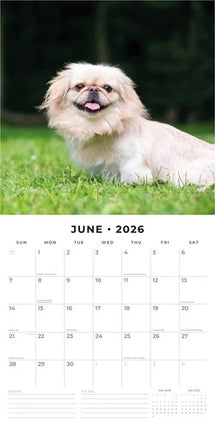Red Robin Pekingees Kalender 2026