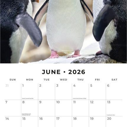 Red Robin Pinguin Kalender 2026