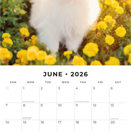 Red Robin Pomeranian Kalender 2026