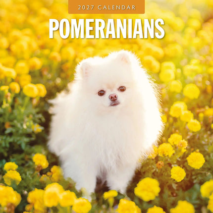 Red Robin Pomeranian Kalender 2027
