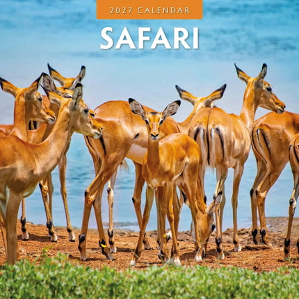 Red Robin Safari Kalender 2027