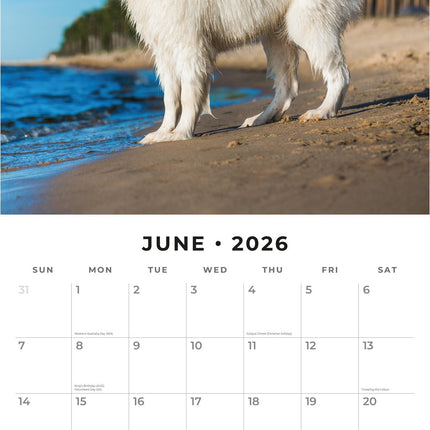 Red Robin Samojeed Kalender 2026