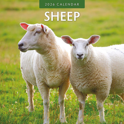 Red Robin Schapen Kalender 2026