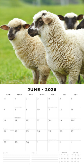 Red Robin Schapen Kalender 2026